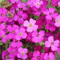 Aubrieta deltoides 'Graeca'